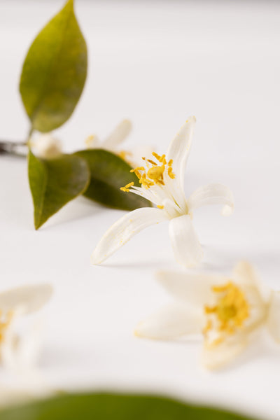 Néroli Botanica Essential Parfums