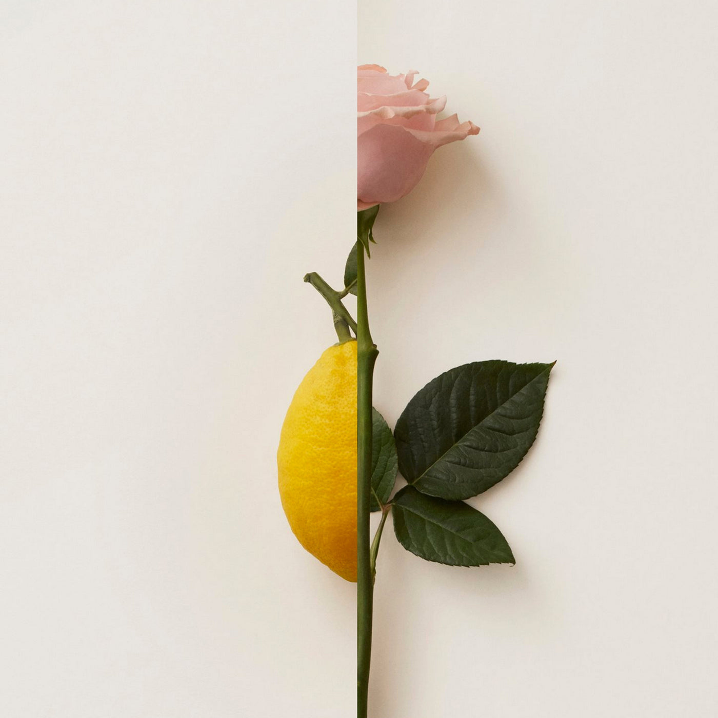 Rosa Limone New Notes Extrait De Parfum 50ml